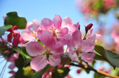 Pembe elma çiçeği. Elma çiçekleri kapatır. Elma ağacı bahar ı. Closeup pembe elma çiçekleri. 