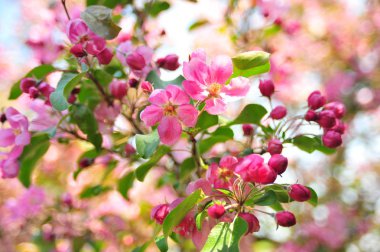 Pembe elma çiçeği. Elma çiçekleri kapatır. Elma ağacı bahar ı. Closeup pembe elma çiçekleri. 