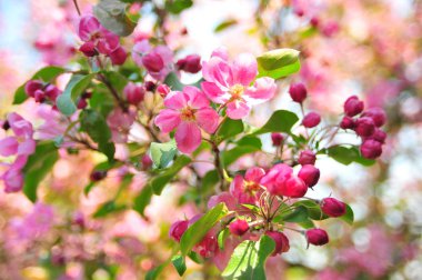 Pembe elma çiçeği. Elma çiçekleri kapatır. Elma ağacı bahar ı. Closeup pembe elma çiçekleri. 