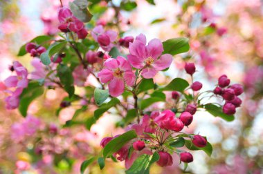 Pembe elma çiçeği. Elma çiçekleri kapatır. Elma ağacı bahar ı. Closeup pembe elma çiçekleri. 