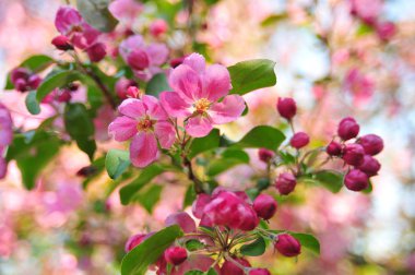 Pembe elma çiçeği. Elma çiçekleri kapatır. Elma ağacı bahar ı. Closeup pembe elma çiçekleri. 