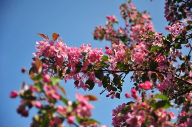 Bahar çiçeği arka plan. Bahar çiçek açıyor. Pembe çiçeklerle elma ağacı çiçeği. 