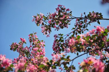 Bahar çiçeği arka plan. Bahar çiçek açıyor. Pembe çiçeklerle elma ağacı çiçeği. 