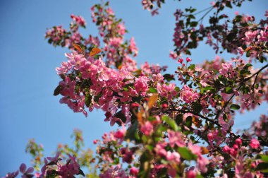 Bahar çiçeği arka plan. Bahar çiçek açıyor. Pembe çiçeklerle elma ağacı çiçeği. 