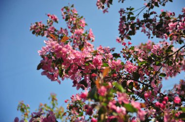 Bahar çiçeği arka plan. Bahar çiçek açıyor. Pembe çiçeklerle elma ağacı çiçeği. 