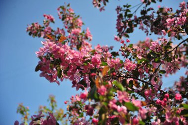 Bahar çiçeği arka plan. Bahar çiçek açıyor. Pembe çiçeklerle elma ağacı çiçeği. 