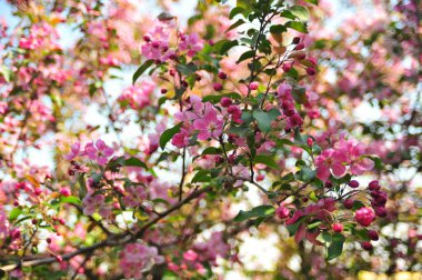 Bahar çiçeği arka plan. Bahar çiçek açıyor. Pembe çiçeklerle elma ağacı çiçeği. 