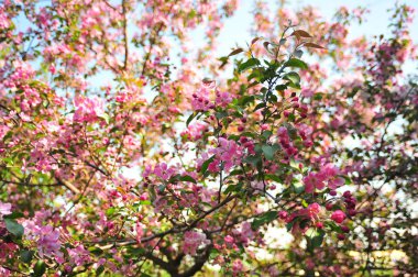 Bahar çiçeği arka plan. Bahar çiçek açıyor. Pembe çiçeklerle elma ağacı çiçeği. 