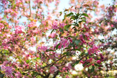 Bahar çiçeği arka plan. Bahar çiçek açıyor. Pembe çiçeklerle elma ağacı çiçeği. 