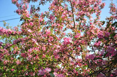 Bahar çiçeği arka plan. Bahar çiçek açıyor. Pembe çiçeklerle elma ağacı çiçeği. 