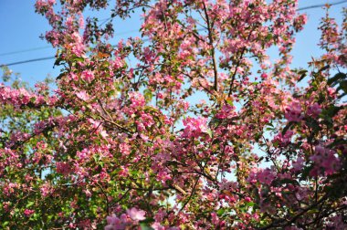 Bahar çiçeği arka plan. Bahar çiçek açıyor. Pembe çiçeklerle elma ağacı çiçeği. 