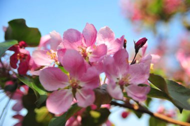 Pembe elma çiçeği. Elma çiçekleri kapatır. Elma ağacı bahar ı. Closeup pembe elma çiçekleri. 