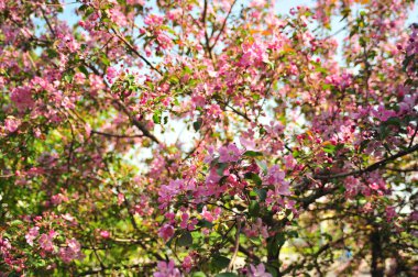 Bahar çiçeği arka plan. Bahar çiçek açıyor. Pembe çiçeklerle elma ağacı çiçeği. 