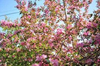 Bahar çiçeği arka plan. Bahar çiçek açıyor. Pembe çiçeklerle elma ağacı çiçeği. 