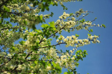 Elma çiçeği ağacı. Elma çiçeği dalı. Beyaz çiçeklerle bahar çiçeği ağacı.