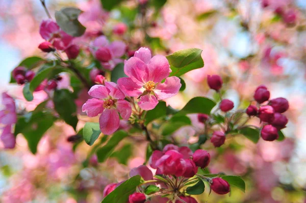 Pink apple blossom. Apple close up flowers. Apple tree spring blooming. Closeup pink apple flowers.