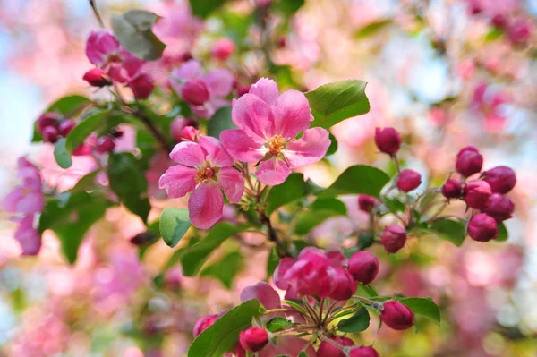 Pink apple blossom. Apple close up flowers. Apple tree spring blooming. Closeup pink apple flowers.