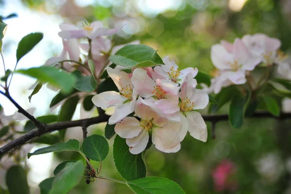 Цветок Яблони Цветущая Ветвь Яблочного Фарфора Цветущие Яблочные Цветы Крупным — стоковое фото