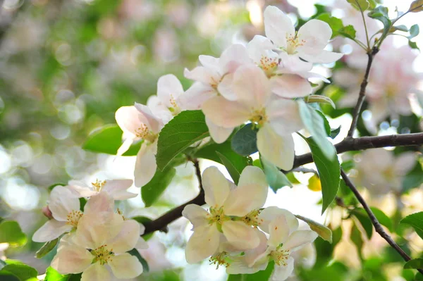 りんごの木の花 ブロッサムリンゴチャイナブランチ 花クローズアップリンゴの花 春の花の木 — ストック写真