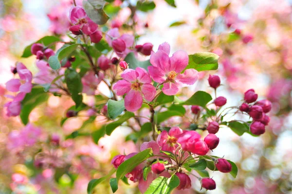 Pink apple blossom. Apple close up flowers. Apple tree spring blooming. Closeup pink apple flowers.