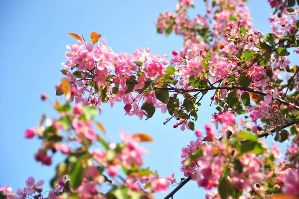 Bahar çiçeği arka plan. Bahar çiçek açıyor. Pembe çiçeklerle elma ağacı çiçeği. 