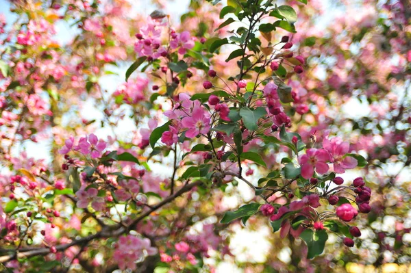 Bahar çiçeği arka plan. Bahar çiçek açıyor. Pembe çiçeklerle elma ağacı çiçeği. 