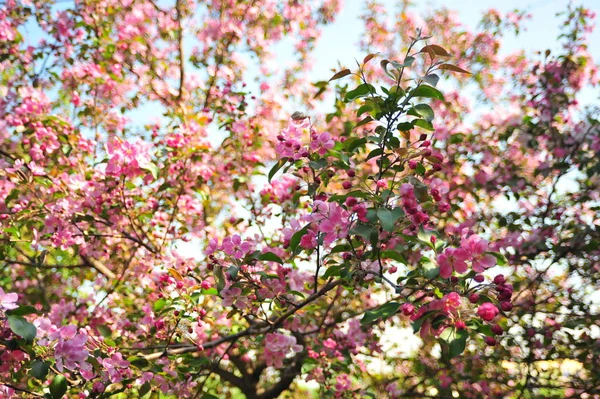 Bahar çiçeği arka plan. Bahar çiçek açıyor. Pembe çiçeklerle elma ağacı çiçeği. 