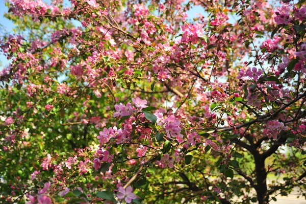 Spring Blossom Background Spring Blooming Apple Tree Blossom Pink Flowers — Stock Photo, Image