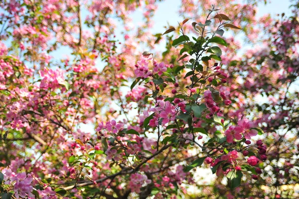 Frühjahrsblüte Hintergrund Frühjahrsblüher Apfelbaumblüte Mit Rosa Blüten — Stockfoto