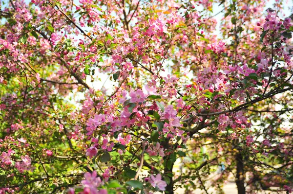 Spring Blossom Background Spring Blooming Apple Tree Blossom Pink Flowers — Stock Photo, Image