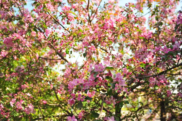 Spring Blossom Background Spring Blooming Apple Tree Blossom Pink Flowers — Stock Photo, Image