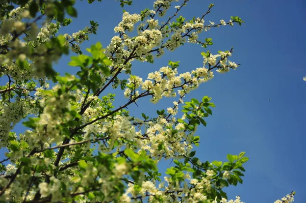 Albero Dei Fiori Mele Ramo Fiori Mela Albero Fiori Primaverili — Foto Stock