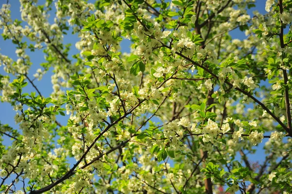 Яблоня Цветет Цветущая Ветвь Яблони Весенний Цветок Белыми Цветами — стоковое фото