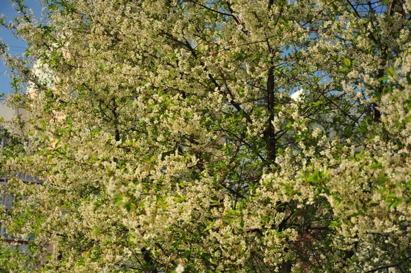 Les Cerisiers Fleurissent Nature Printanière Cerisier Aux Fleurs Blanches — Photo