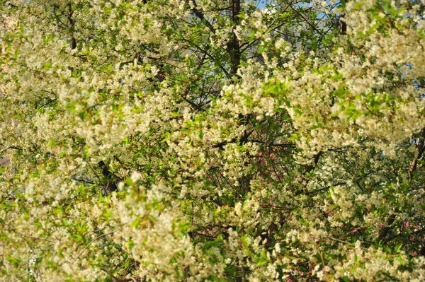 Flor Cerejeira Natureza Primavera Cerejeira Com Flores Brancas — Fotografia de Stock