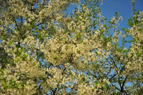 Kirschbaum Mit Weißen Blüten Zweige Mit Blättern Blütenbaum — Stockfoto