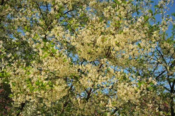 Cerisier Aux Fleurs Blanches Branches Avec Feuilles Arbre Fleurs — Photo