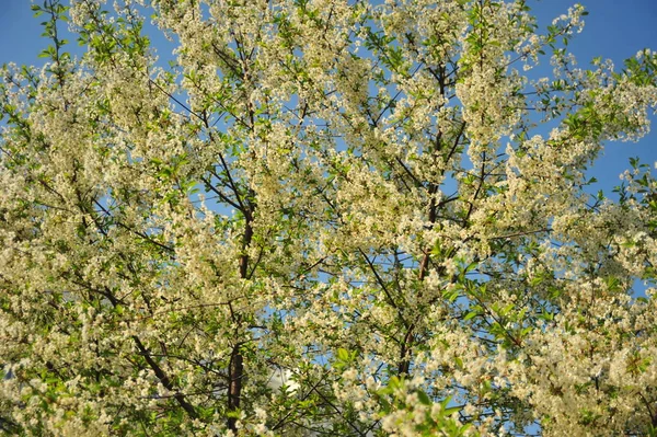 Cerezo Con Flores Blancas Ramas Con Hojas Árbol Flores —  Fotos de Stock