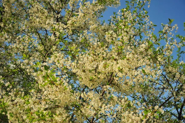 Cerisier Aux Fleurs Blanches Branches Avec Feuilles Arbre Fleurs — Photo