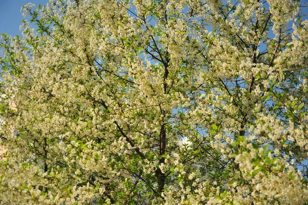 Cerisier Aux Fleurs Blanches Branches Avec Feuilles Arbre Fleurs — Photo