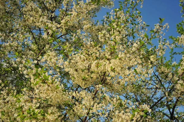 Cerisier Aux Fleurs Blanches Branches Avec Feuilles Arbre Fleurs — Photo