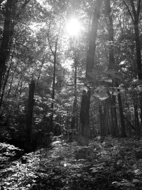 Plaj fotoğrafları ve mezarlıklar. 