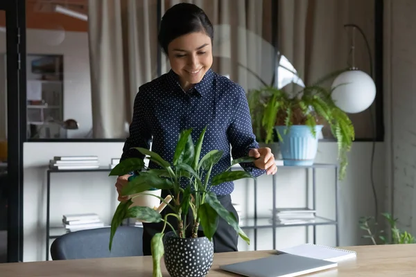 Indian businesswoman holding can watering potted plant in cabinet — Stock Photo, Image