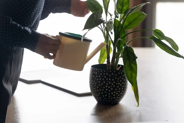 Close up young mixed race businesswoman watering indoors plants. — Stock Photo, Image