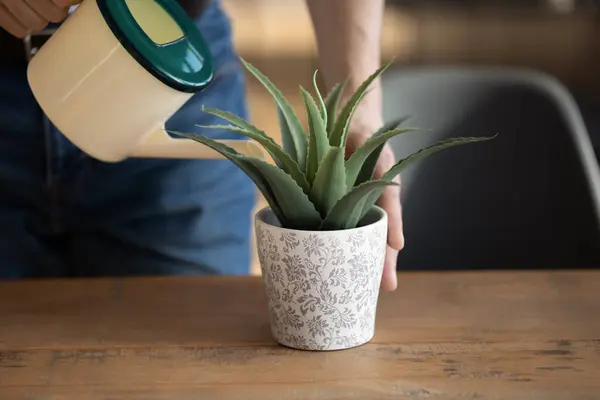 Close up de homem regando planta casa verde — Fotografia de Stock