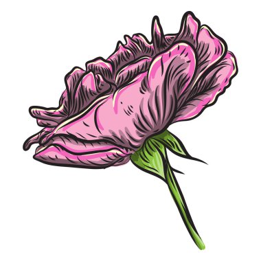 Güzel kırmızı pembe beyaz arka plan üzerinde izole yeşil yaprakları ile yükseldi. Öğesi için tebrik kartı ve davetiye düğün için tasarım, doğum günü, Sevgililer Günü's, anne s günü. Vektör.