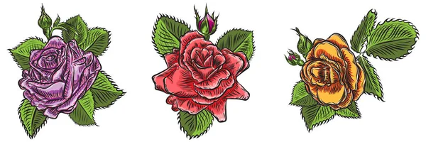 Gül çiçek, kırmızı pembe, sarı ve turuncu kafa tomurcukları ve yeşil yaprakları açın. Beyaz arka plan üzerinde izole. Koleksiyon küme. Vektör.