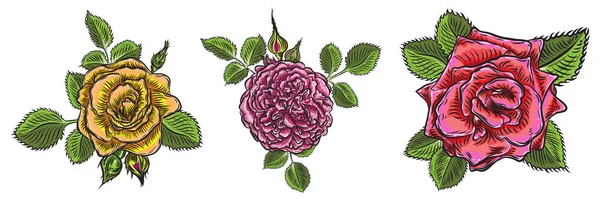 Gül çiçek, kırmızı pembe, sarı ve turuncu kafa tomurcukları ve yeşil yaprakları açın. Beyaz arka plan üzerinde izole. Koleksiyon küme. Vektör.