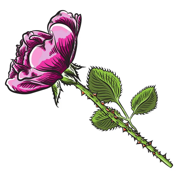 美丽的红色粉红色的玫瑰与绿叶隔离在白色的背景 贺卡设计的元素和邀请的婚礼 情人节 母亲节 — 图库矢量图片