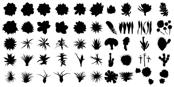 Grandes Silhouettes Noires Ensemble Cactus Plantes Dessinées Main Collection Illustrations — Image vectorielle